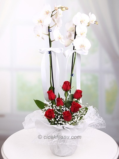 Orkide ve Güller SRN - 25035