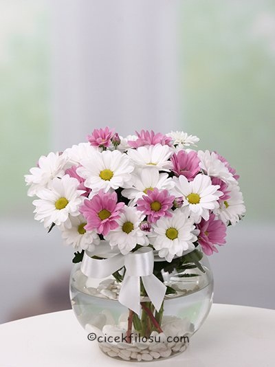 Papatyalar SRN - 25036