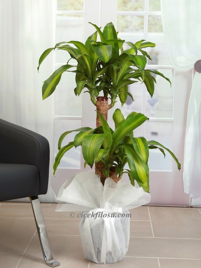 massengena-yuka-saksi-cicegi-cf102