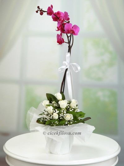 Orkide ve Güller SRN - 25038