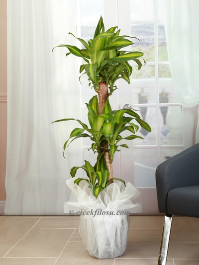 uclu-masengena-cf335